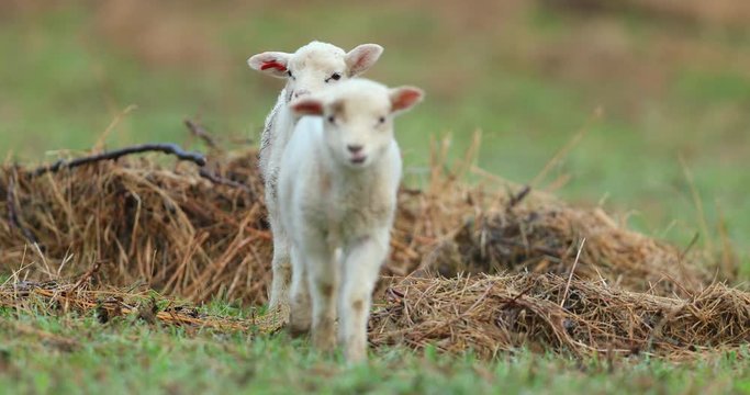 Cute young lambs on pasture, early morning in spring.