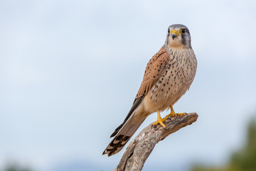 portrait of a common kestrel (Falco tinnunculus) perched on a log with blue background - obrazy, fototapety, plakaty