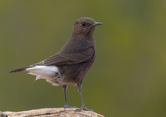 portrait of a Black wheatear (Oenanthe leucura) perched on a trunk and green background