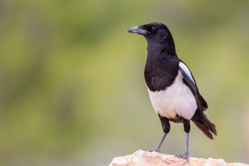 Obraz premium detailed portrait of a common magpie (Pica pica) perched on a rock with green background