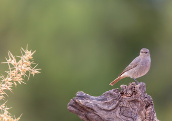 detailed portrait of a female black redstart (Phoenicurus ochruros) perched on a log.