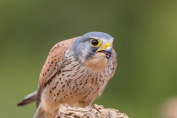 detailed portrait of a kestrel (Falco tinnunculus) perched on a log eating a worm with a green background