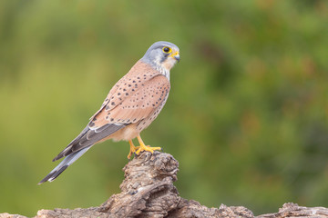 portrait of a common kestrel (Falco tinnunculus) perched on a trunk and green background - obrazy, fototapety, plakaty