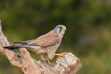 portrait of a common kestrel (Falco tinnunculus) perched on a trunk and green background