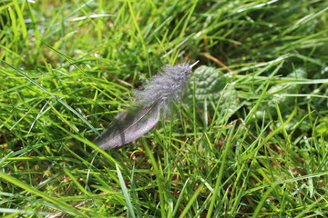 Feder im Gras