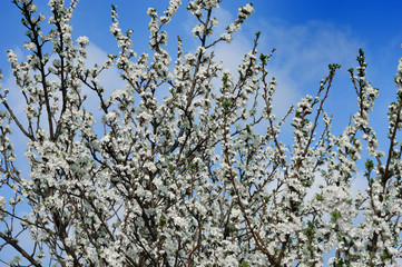 First spring blooming tree