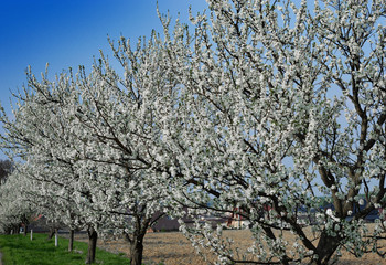 First spring blooming tree