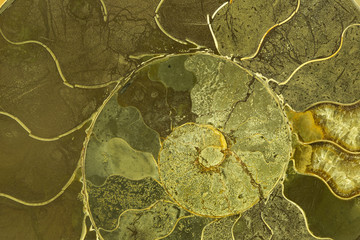 Great ammonite shell viewed in section, revealing the internal chambers and septa. Large polished examples are prized for their aesthetic, and scientific, value. Creative background photography.