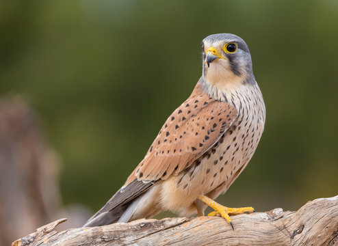 portrait of a common kestrel (Falco tinnunculus) perched on a trunk and green background