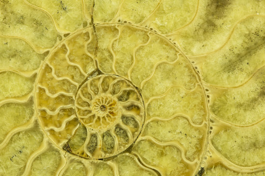Great ammonite shell viewed in section, revealing the internal chambers and septa. Large polished examples are prized for their aesthetic, and scientific, value. Creative background photography.