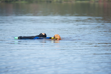 Fototapeta premium retriever golden labrador waterwork training