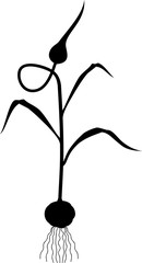 Black silhouette of garlic plant with bulb, stalk and leaves on white background