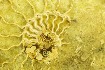 Great ammonite shell viewed in section, revealing the internal chambers and septa. Large polished examples are prized for their aesthetic, and scientific, value. Creative background photography.
