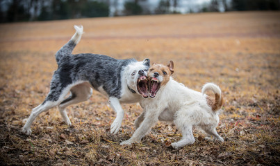 Comparing fangs