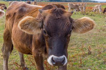 Young cow portrait on the field in Ukraine. Farm grazing.