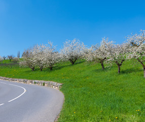 Bäume an der Strasse