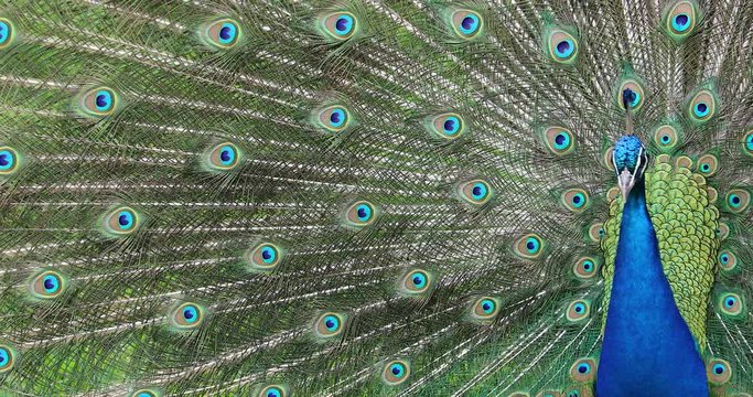 Courting Display of a Male Indian Peafowl or Blue Peafowl (Pavo Cristatus)  - Close Up Portrait  - DCi 4K Resolution
