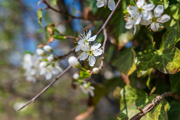 Kirschblüten