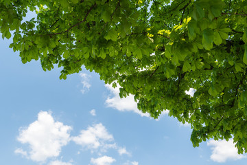 Fototapeta na wymiar Baum mit blauem Himmel