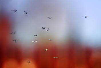  a flock of buzzing harmful and dangerous mosquitoes flying in the air against the backdrop of the evening sunset sky
