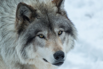 Obraz premium Timber Wolf, Quebec