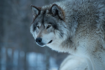 Obraz premium Timber Wolf, Quebec