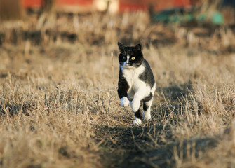 beautiful cat quickly running through the Sunny spring road in the garden