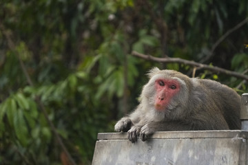 Formosan macaque in mountains of Kaohsiung city, Taiwan, also called Macaca cyclopis.