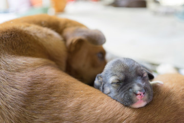 puppy is sleeping with mother dog