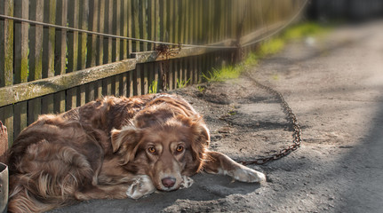 Portrait of cute chained brown or red dog lying or resting on old village yard with wooden fence