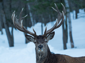 Large Buck Deer