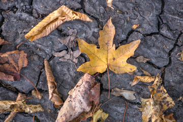 Abstract, blurry image of first colored autumn leaves of a maple tree fallen on dry broken dirt land. Beautiful, colorful, golden autumn background.