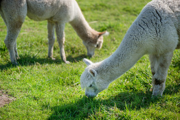 Young alpaca in farmland. Lama is eating grass. Green background