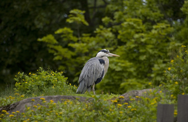 Heron looking for company