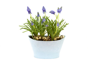 flowering common grape hyacinths in a flower pot