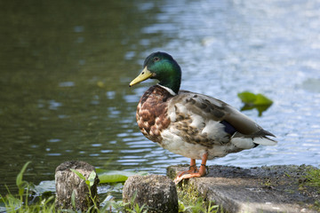 Fototapeta premium Mallard at a pond