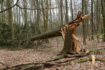 The Tree Fallen by a Hurricane
