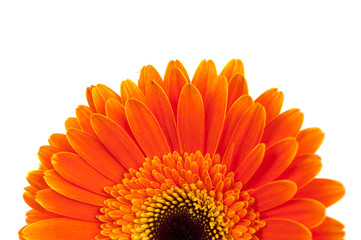 Orange gerbera isolated on the white