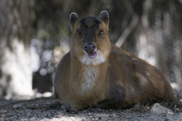 Hembra de muntjac rumiando