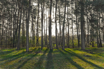 Wiosenny poranek w lesie © Mariusz Stoszewski
