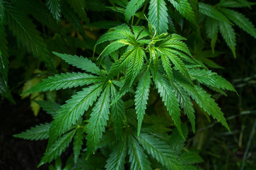 Thickets plant of marijuana on a dark background. Selective focus.
