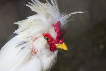 Head of a cock with a red comb and a long yellow beak.