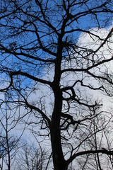 Obraz premium tree blue sky