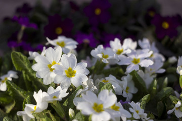 Obraz na płótnie Canvas White and purple primrose - bright spring flowers as a rug, floral background
