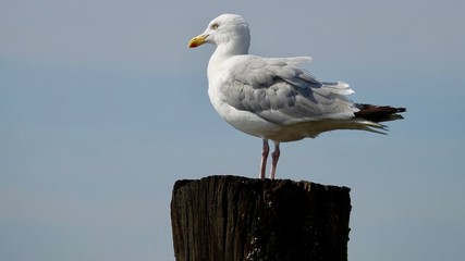 Nordseemöwen am Strand