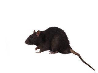 A big rat with a long tail on a white background