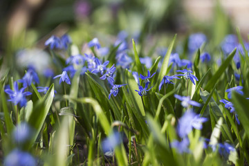 Scilla bifolia - flowering of small blue flowers in the spring in a garden or forest, background