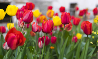 Lot of red and yellow tulips in garden