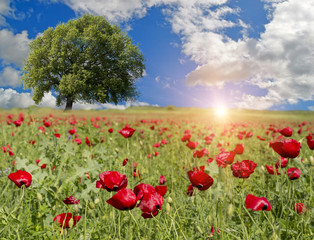 poppies tree isolated blue sky spring background