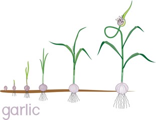Garlic life cycle. Consecutive stages of growth from bulbil to flowering garlic plant. Plants showing root structure below ground level on vegetable patch